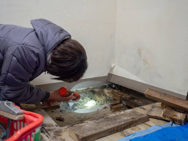 Best Environmental Consulting for Mold Prevention  in Riverdale Park, MD