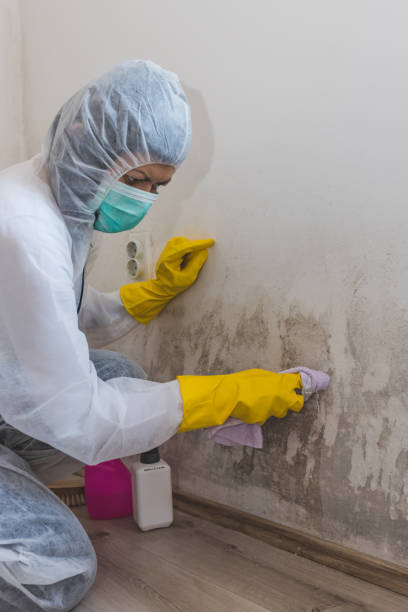 Trusted Riverdale Park, MD Mold Removal Experts