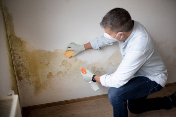Best Mold Prevention Services  in Riverdale Park, MD